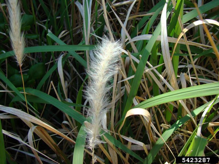 Cogongrass