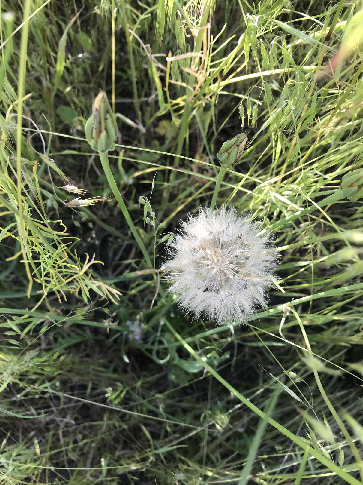 Cutleaf vipergrass