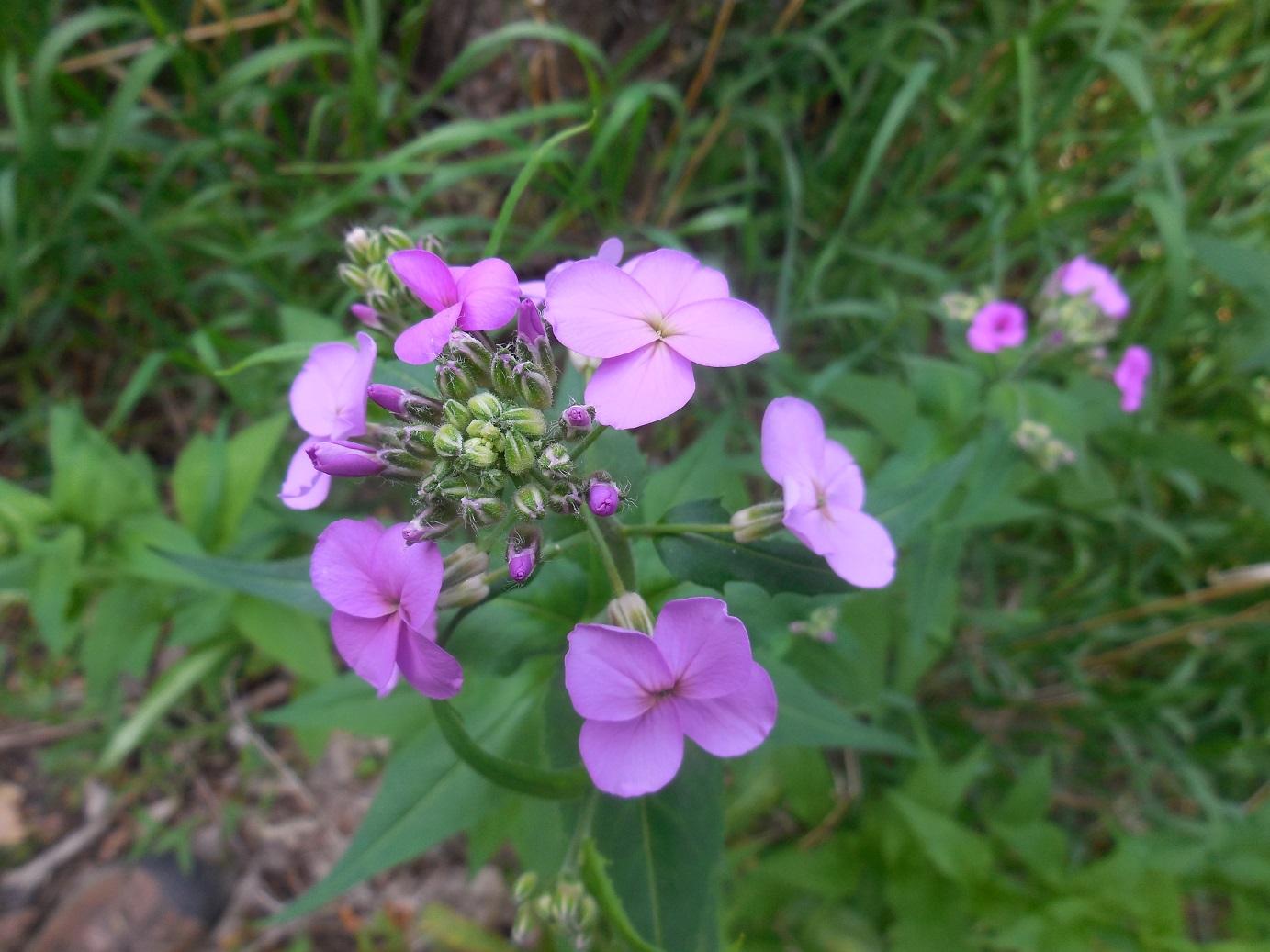 Dame's Rocket plant