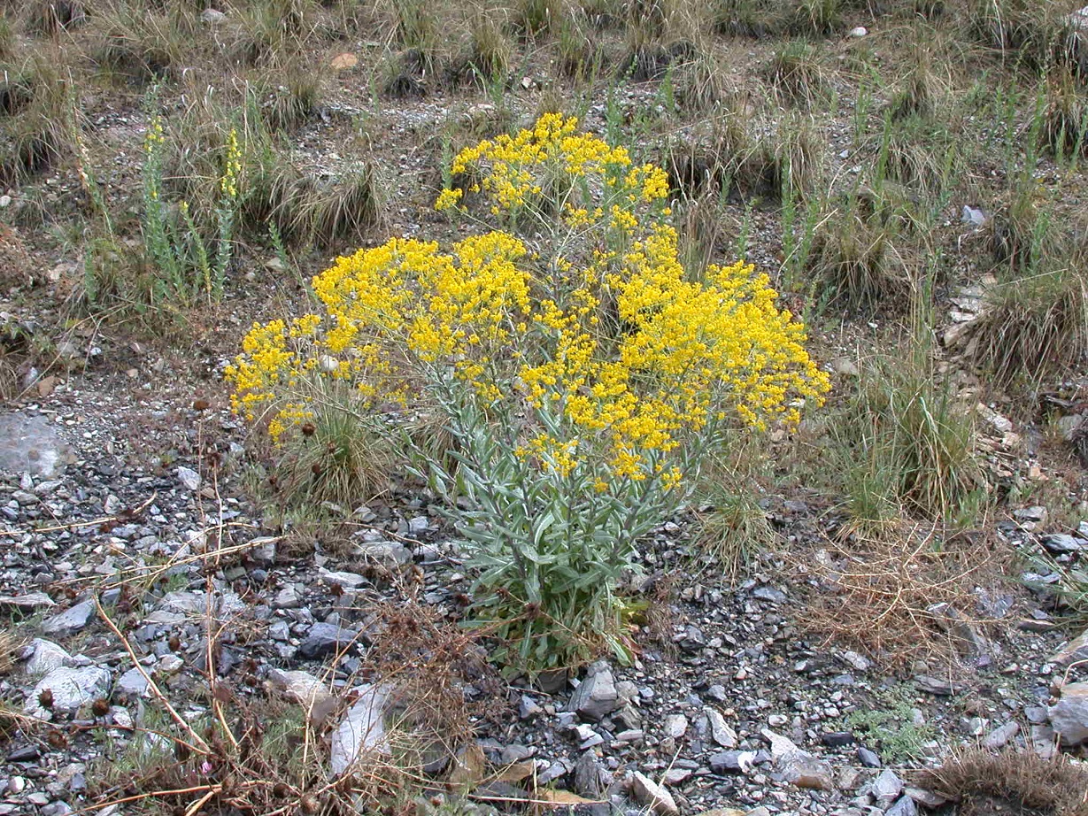 Dyers Woad