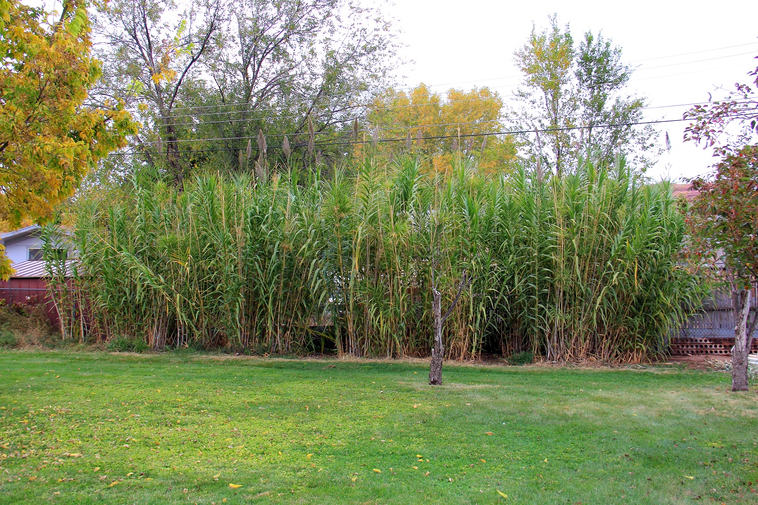 Giant Reed