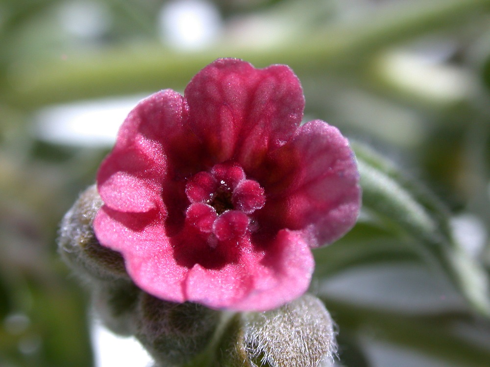 Houndstongue flower