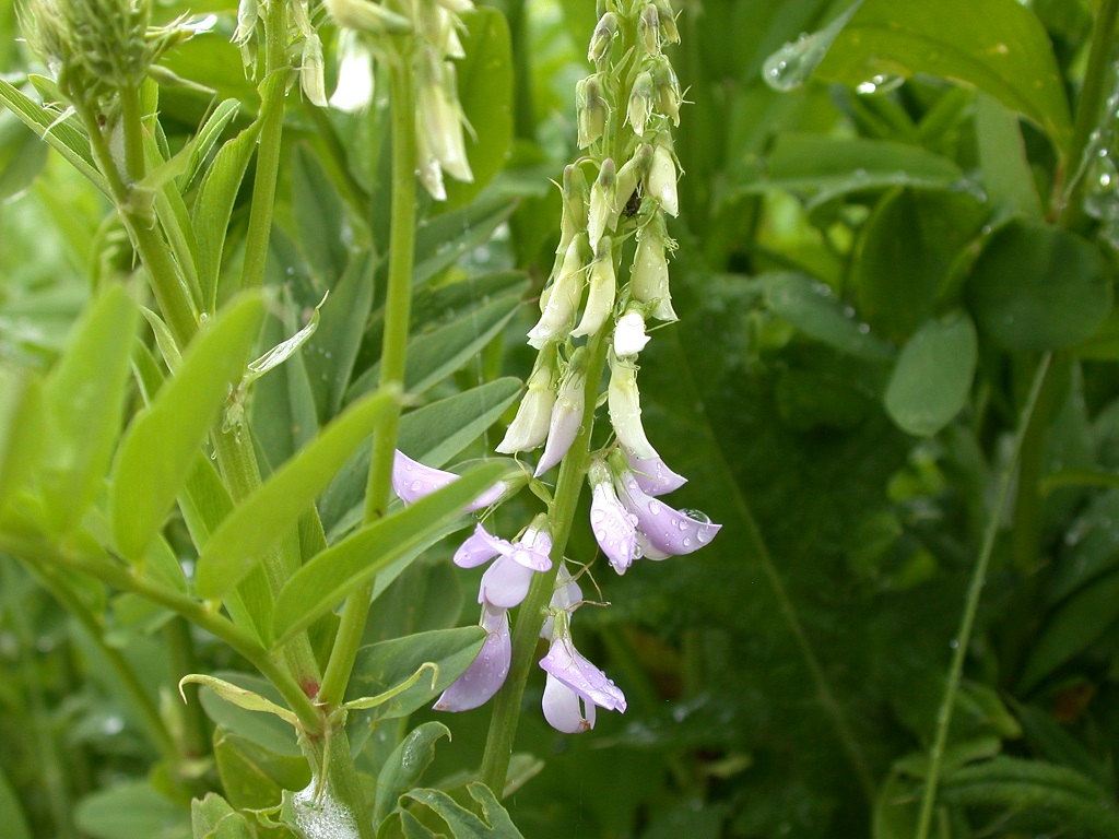 Goatsrue flower
