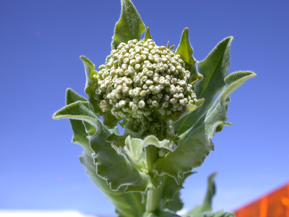 Hoary Cress