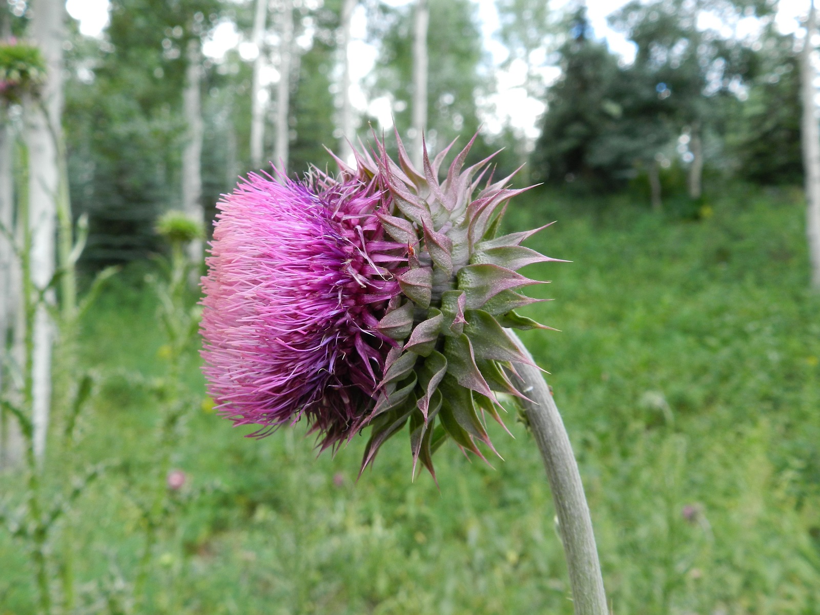 Musk Thistle