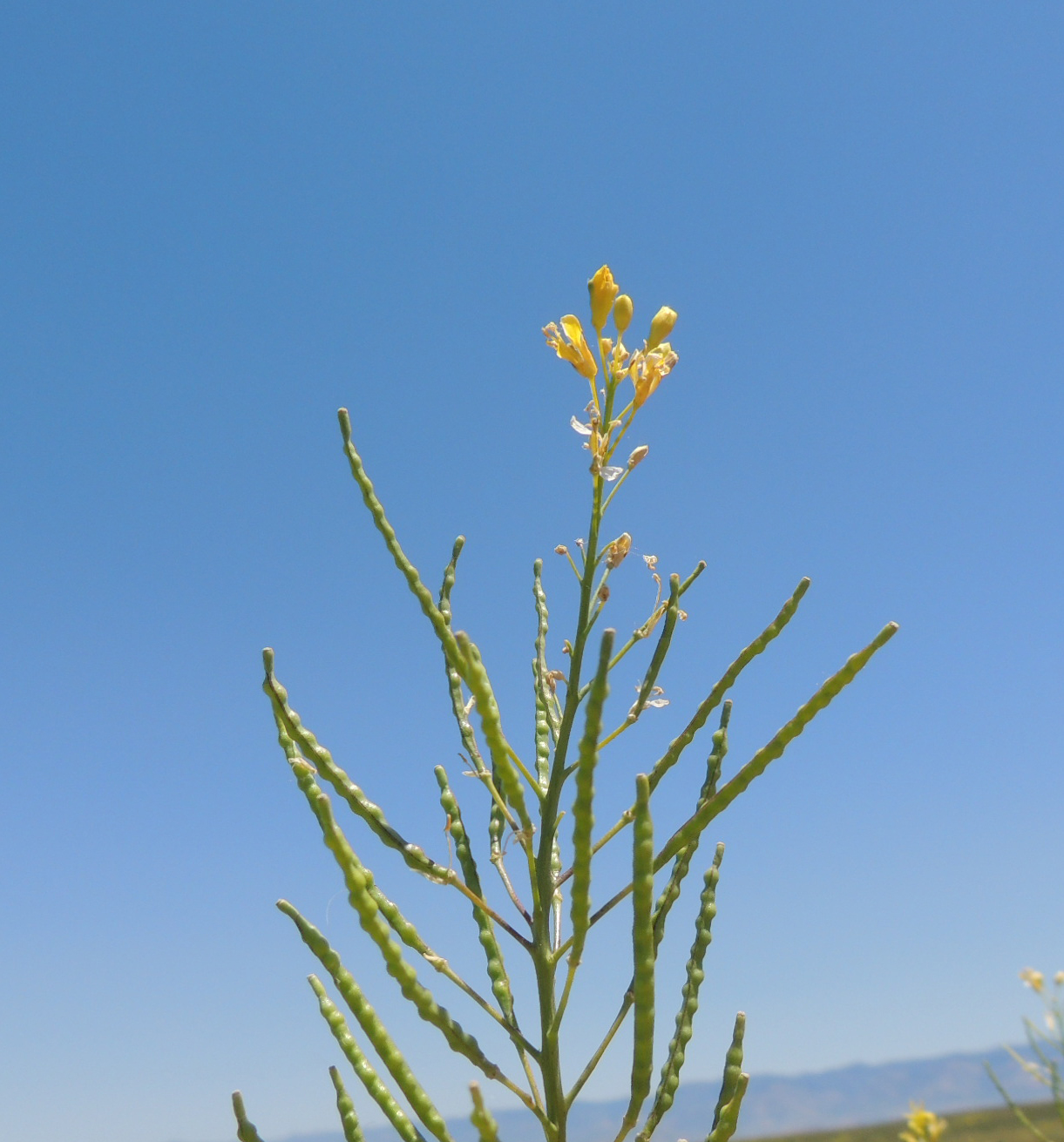 Elongated mustard