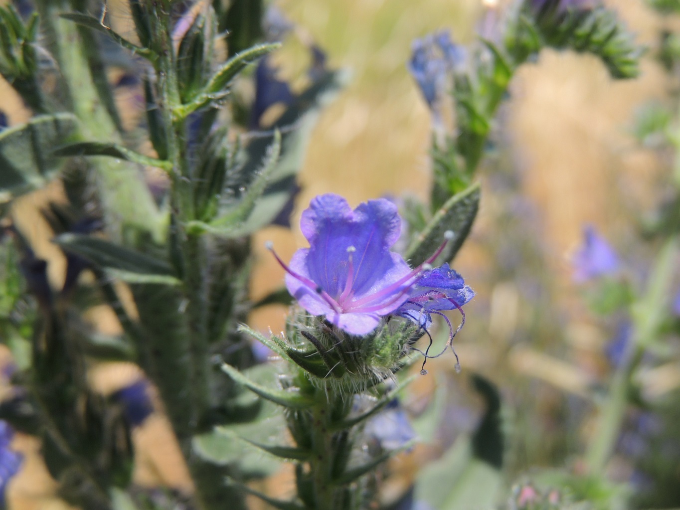 Viper Bugloss plant