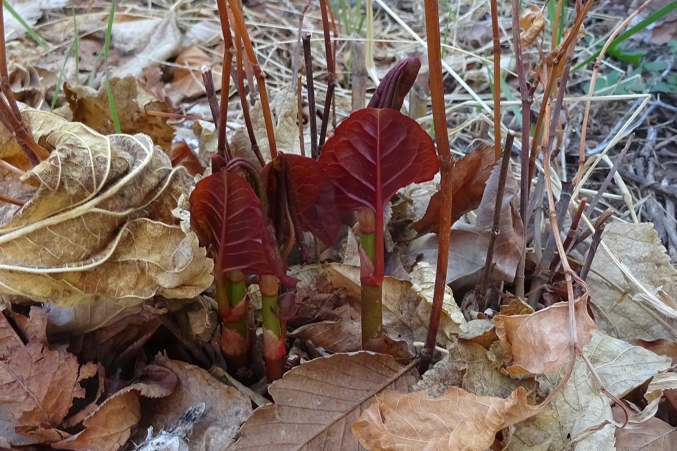 Japanese Knotweed