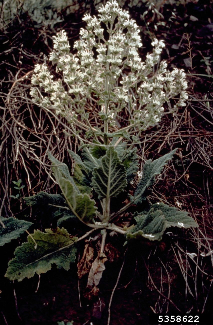Mediterranean sage