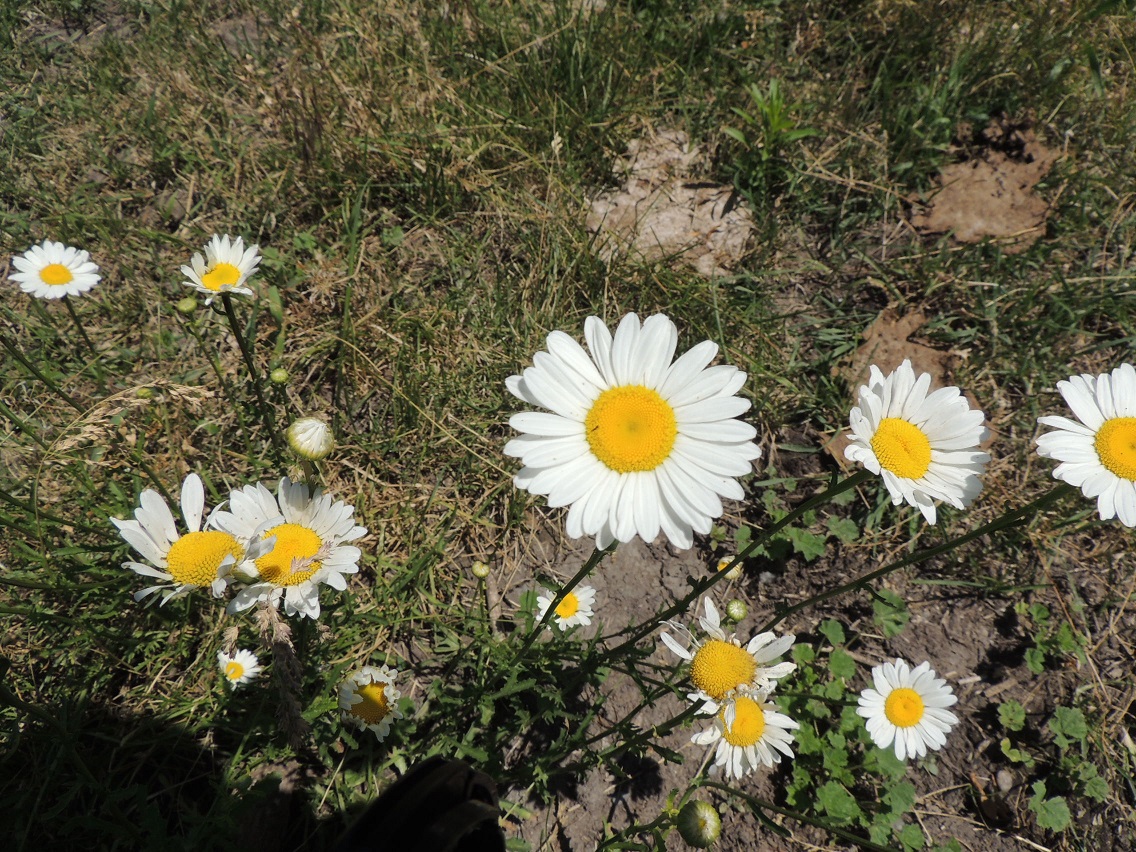 Oxeye daisy plant