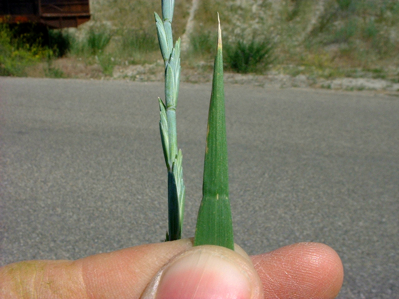 Quackgrass