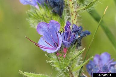 Small bugloss