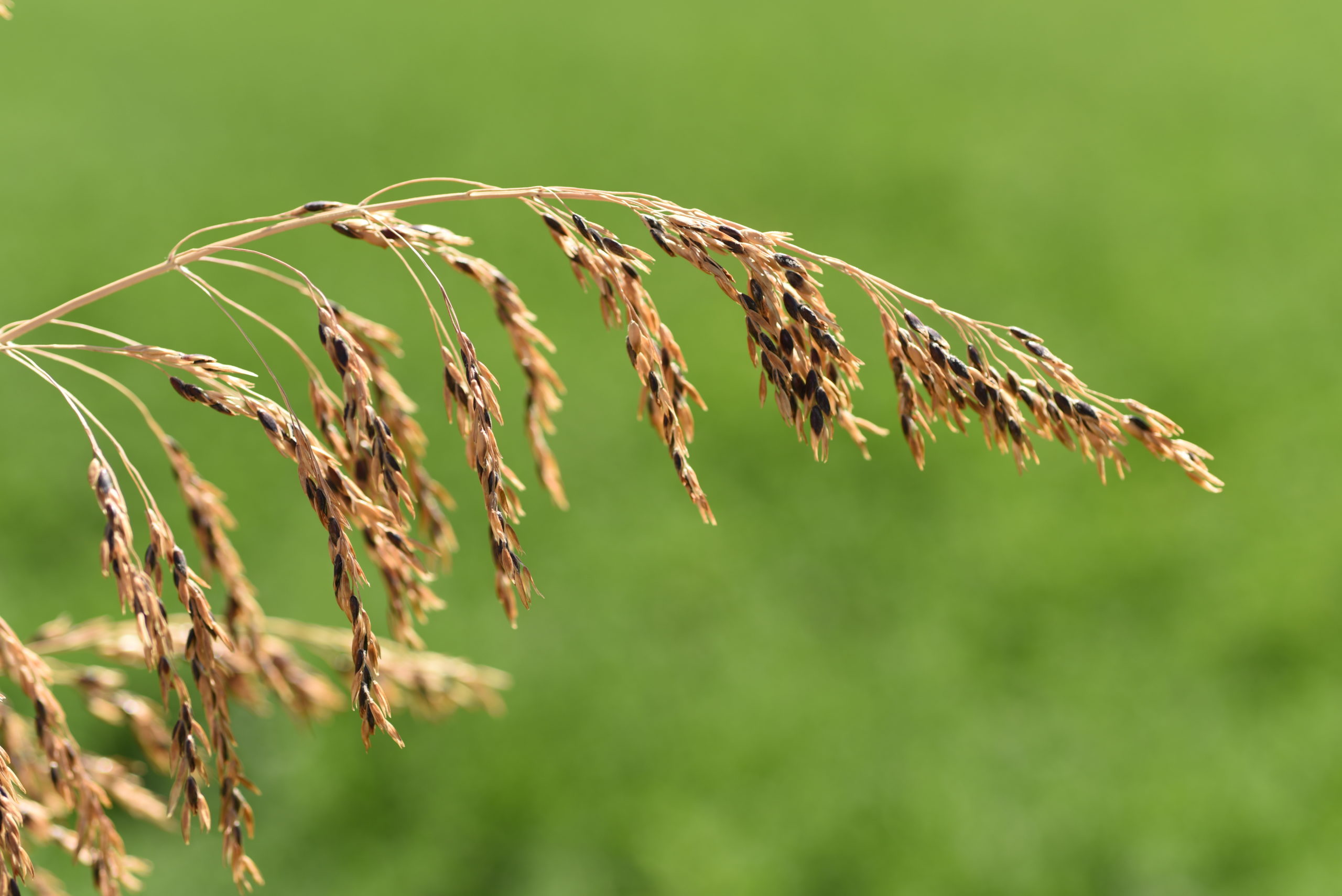 Sorghum