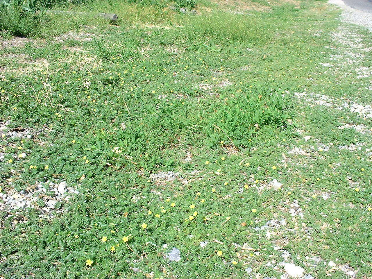 puncturevine patch