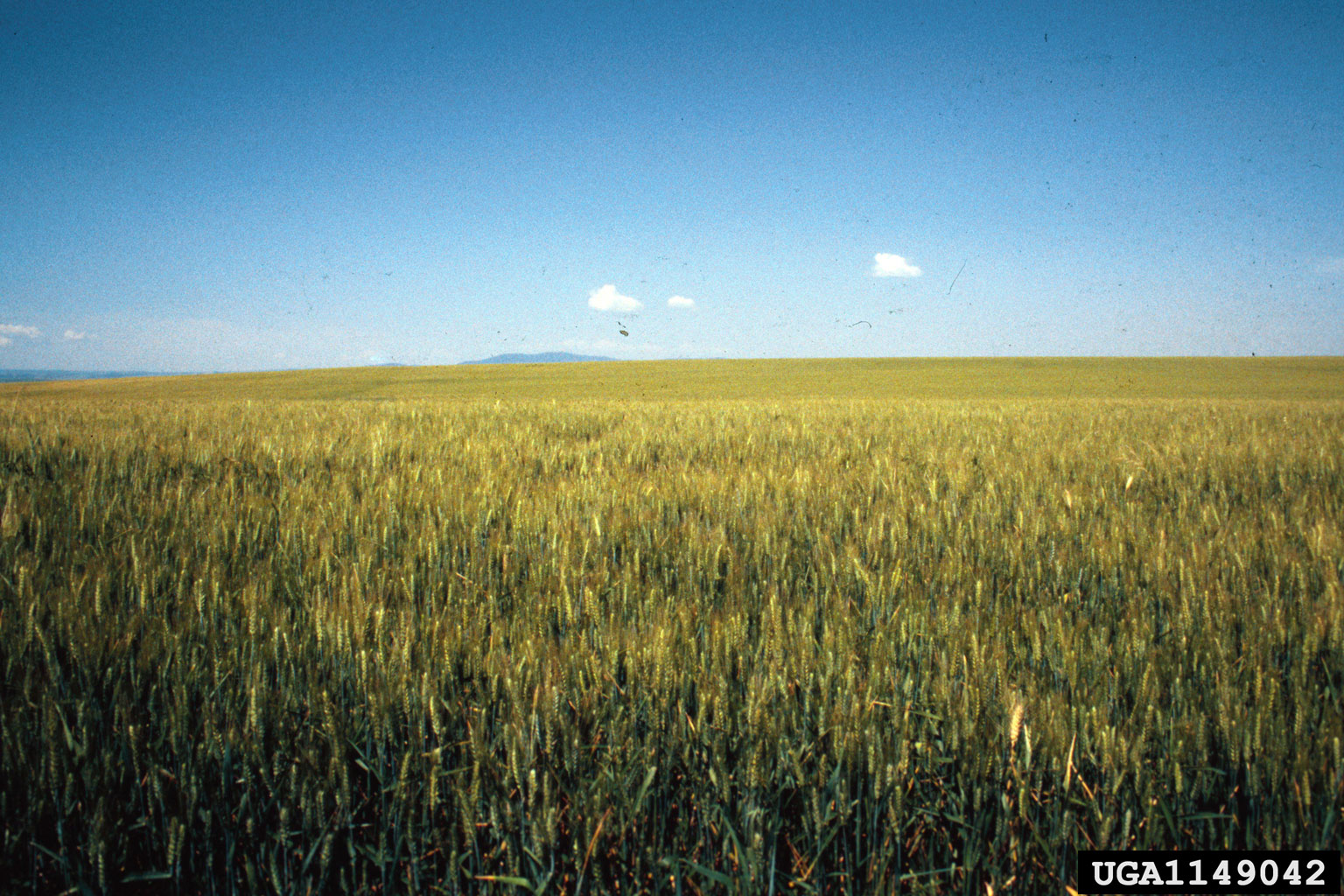 spring milletgrass